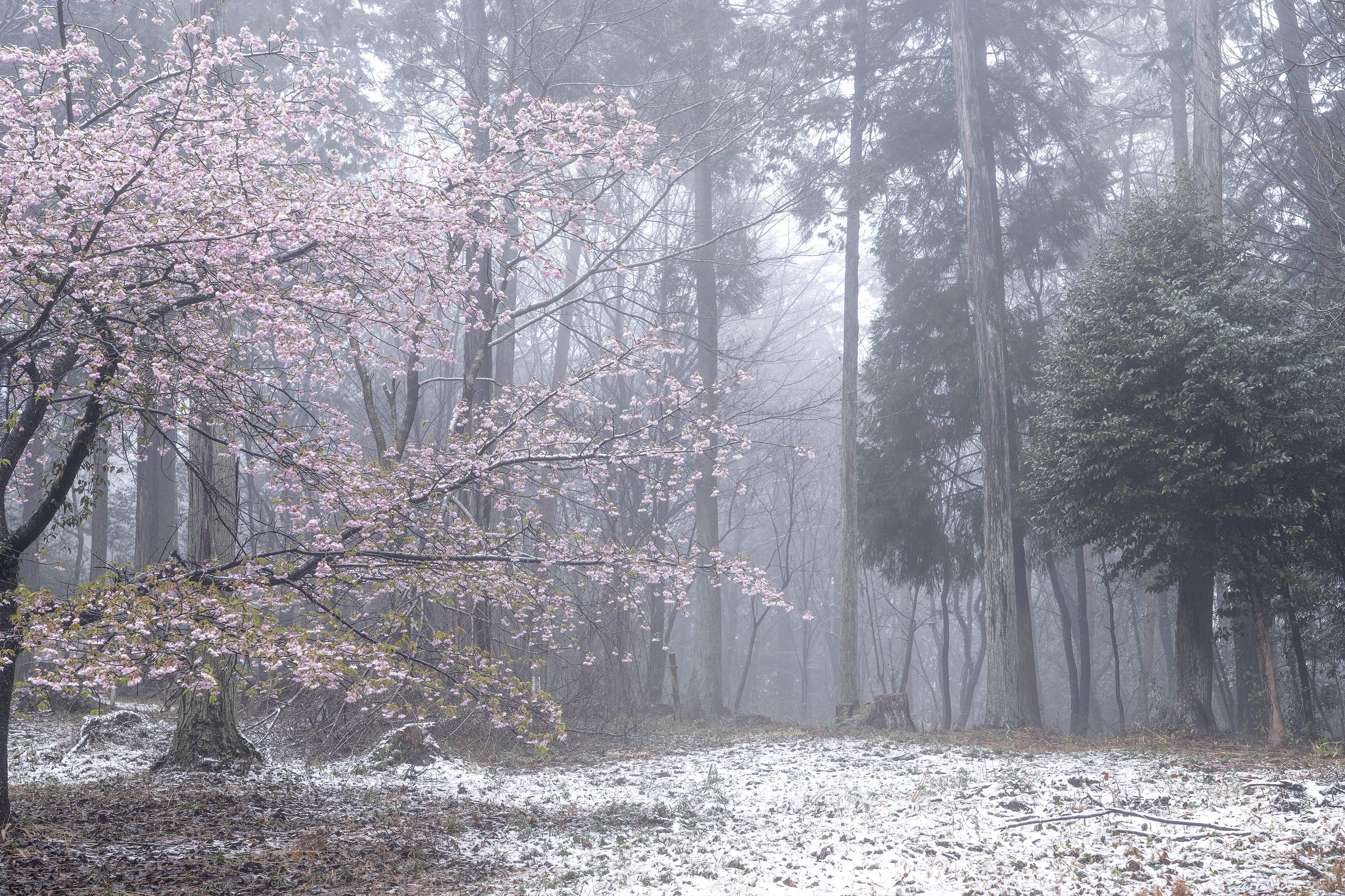 西武線沿線サミットフォトコンテスト　飯能市長賞　雪の降る森の中で桜が咲いている写真です